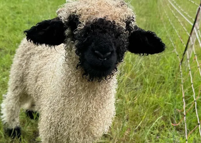 Ruessmann * Lennestadt